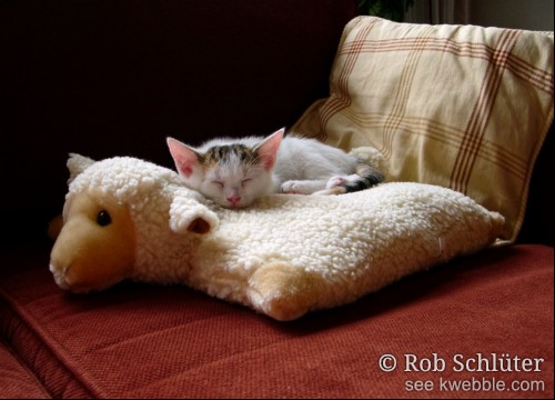 De poes Jip slaapt op een kussen op een bank.