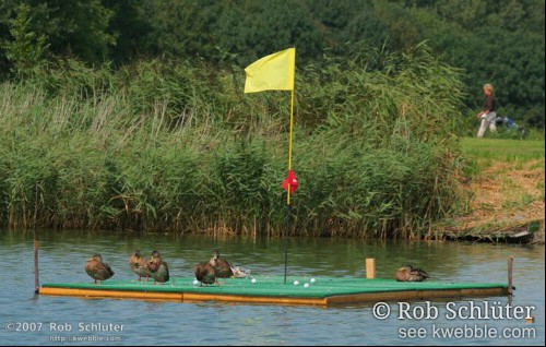 Eenden luieren op een vierkant stuk kunstgras dat als hole midden in een vijver ligt.