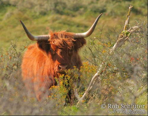 Een Schotse Hooglander kijkt je aan, staand achter struiken.