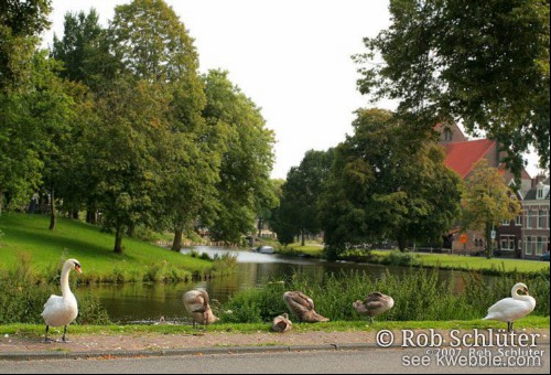 2 volwassen zwanen en 4 jonkies vlak bij de stoep.