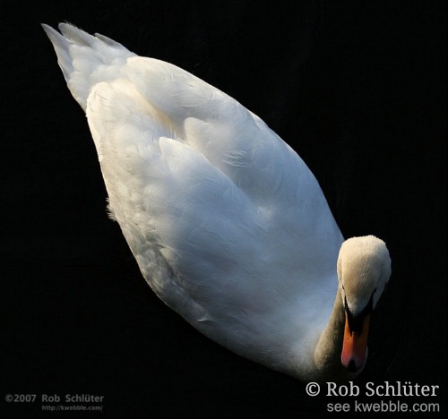 Een witte zwaan van boven bekeken steekt af tegen bijna zwart water.