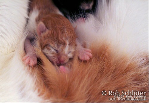 Een kitten van een paar dagen oud klimt op moeder kat op weg naar een tepel.