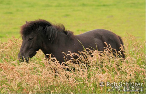 Een donkerbuin paard staat verdwijnt half in de volop bloeiende grashalmen.