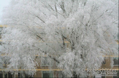 Boom met witte takken van vastgevroren mist.