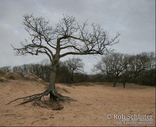 Een kale kronkelige boom staat in duinzand met op de achtergrond een bosrand.