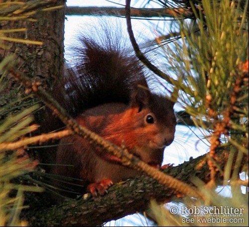 In de avondzon is een rode eekhoorn zichtbaar op een tak tussen de dennenaalden.