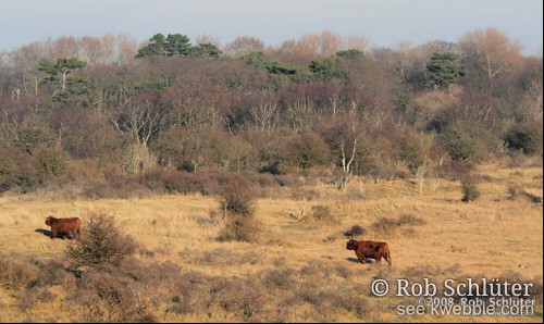 2 Schotse hooglanders lopen door duingebied met verdort gras en kale bomen.