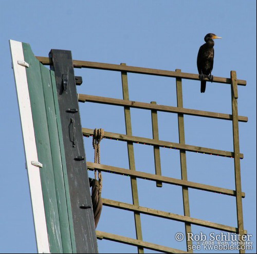 Een aalscholver zit op het hoogste punt van het houten raamwerk van een molenwiek.