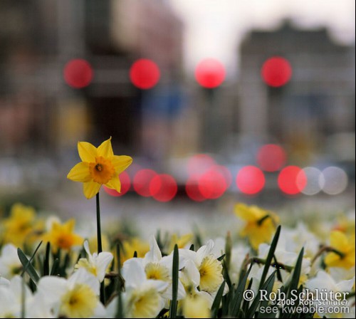 Tegen de vage contouren van gebouwen en rode verkeers- en remlichten torent een bloeiende narcis boven een veld narcissen uit.