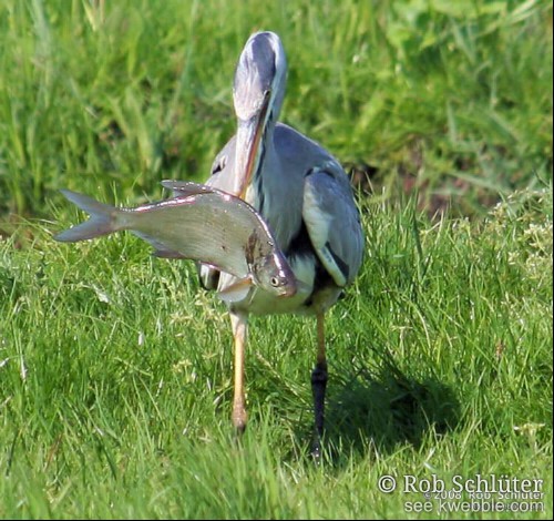 Een reiger staat in het gras met flinke brasem in de bek.