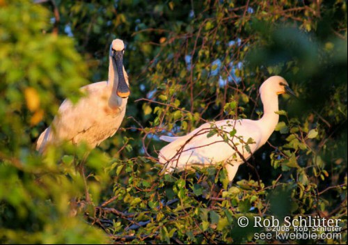 2 lepelaars staan in de bomen.