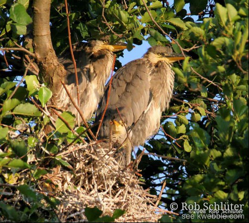 3 jonge reigers staan op een wit bescheten nest.