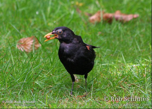 Een merelmannetje loopt in het gras met een noot in zijn bek.