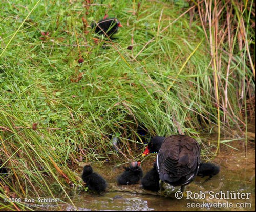 Tegen het overhangende gras aan de rand van het water zorgt een waterhoen voor een groepje van 4 jongen terwijl hoger op de oever een vijfde jong rondloopt.