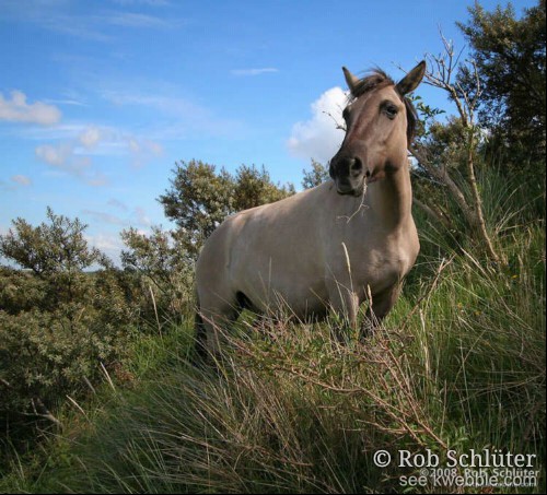 Tegen de blauwe achtergrond van een zomerse dag staat in de duinbegroeiing een Konikpaard te eten.