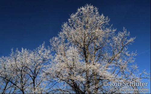 Met rijp bedekte takken steken af tegen een donkerblauwe lucht.