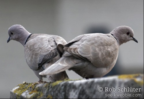 Twee tortelduiven boven op een lantaarnpaal kijken elk naar een andere kant.