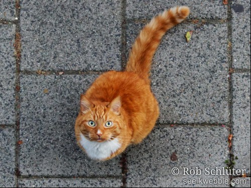 Van bovenaf gezien kijkt een rode kat op de stoep met vragende ogen omhoog.
