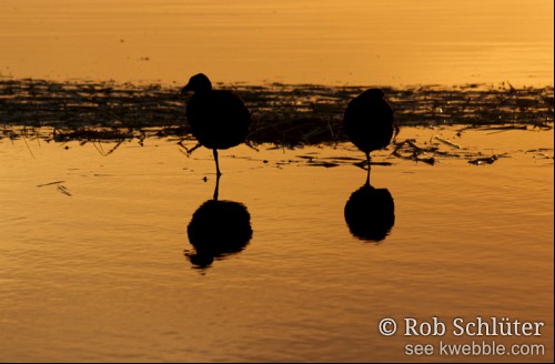 De donkere silhouetten van twee meerkoeten die op 1 been in water staan dat oranje gekleurd is door de ondergaande zon.