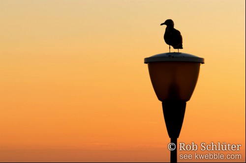 Silhouet van een meeuw staande op een straatlantaarn steekt af tegen de oranje gekleurde lucht van de ondergaande zon.