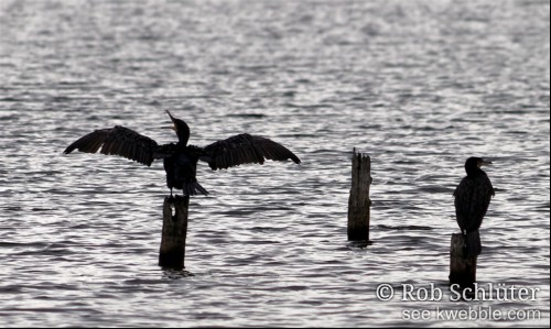 Drie afgezaagde bomen in licht golvend water als paaltjes met op de buitenste twee een staande aalscholver. De linker aalscholver staat met wijd gespreide vleugels en open bek.