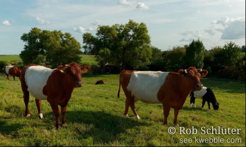 Het is een een zonnige dag met wat kleine wolkjes in lucht. In grasland dat door een rij bomen is gescheiden van de achterliggende weide staan op de voorgrond twee grote roodbonte lakenvelders die je onderzoekend aankijken. Achterin lopen nog wat jongere koeien.