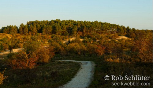 Bosjes, bomen, zandverstuivingen met bovenaan het duin een dennenbos, alles in de rode gloed van de ondergaande zon.