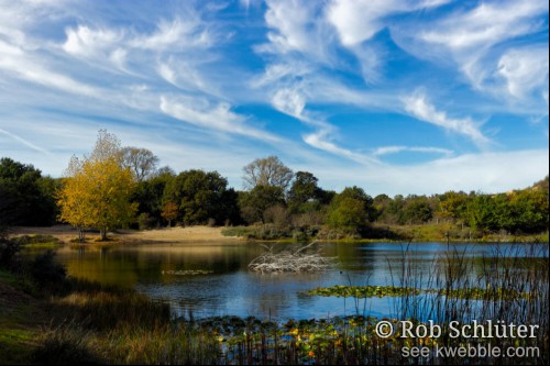 De Oosterplas in de Kennemerduinen met riet en waterlelies aan de kant, omringt door bomen en struiken in hefstkleuren en veren van cirruswolken erboven.