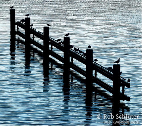 In de zwart-witte rimpelingen van het Spaarne staat het donkere sihouet van een remmingwerk met daarop rustende vogels.