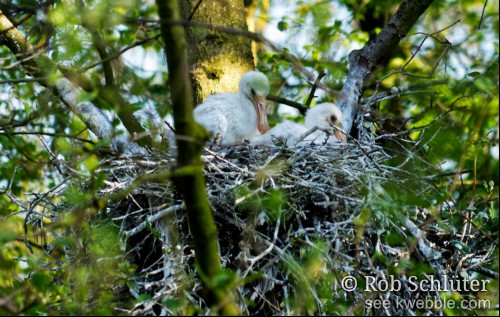 Een ondergescheten nest met daarop twee jonge lepelaars is zichtbaar tussen andere bomen door.