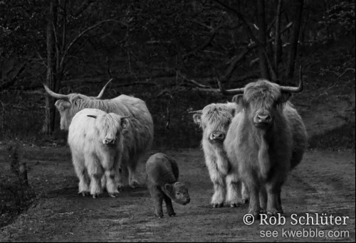 Een zwartwitfoto met een groep van 5 Schotse Hooglanders van verschillende afmetingen die je pad versperren. Hun vachten zijn vrij licht van kleur, behalve een donker gekleurd kalf dat in het midden staat. Rechts daarvan houdt het grootste dier je dreigend in de gaten.