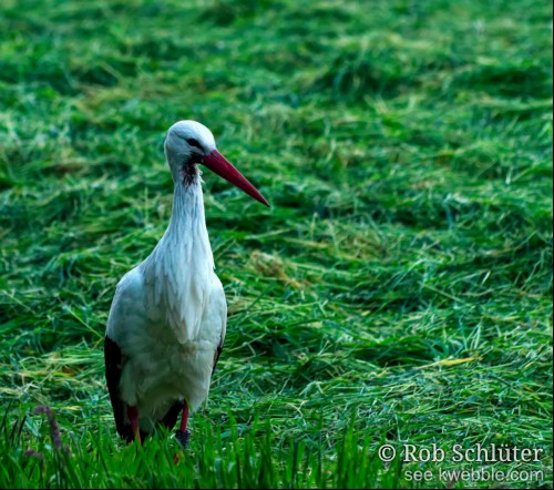 Een ooievaar staat in een veld van net gemaaid gras. Om zijn linkerpoot is een grote ring zichtbaar.