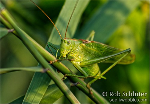 Een grote sprinkhaan klautert over rietstengels.