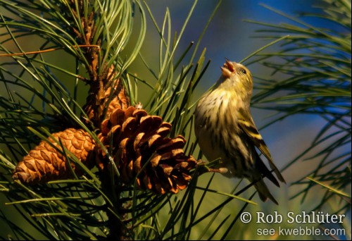 Op een tak van een den zit een sijs op een dennenappel met een zaadje in haar bek.