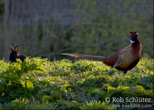 Een felgekleurde mannetjesfazant staat in kortgemaaide stoppels grasland. Aan de zijkant is komt een zwart konijn boven de begroeiing uit.