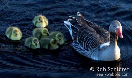 Zes geelgekleurde kleine gansjes zwemmen dicht tegen elkaar achter een volwassen gans aan.