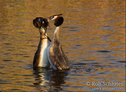 Twee futen, beide met waterplanten in de bek, verheffen zich trappelend uit het water met de borst tegen elkaar.