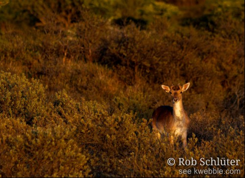 Een damhert in een landschap van lage struiken kijkt je recht in de ogen aan.