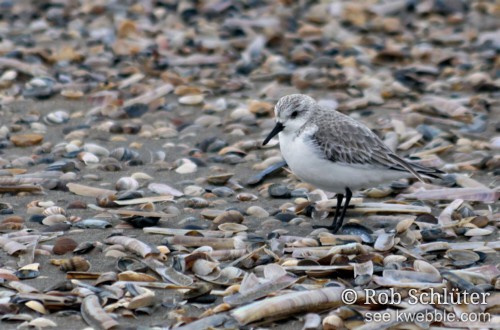 Een drieteenstrandloper (in winterkleed) staat op het strand tussen allerlei verschillende schelpen.